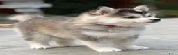 Pomsky dogs for sale: Stunning F3 Pomsky Puppies - Advert 20