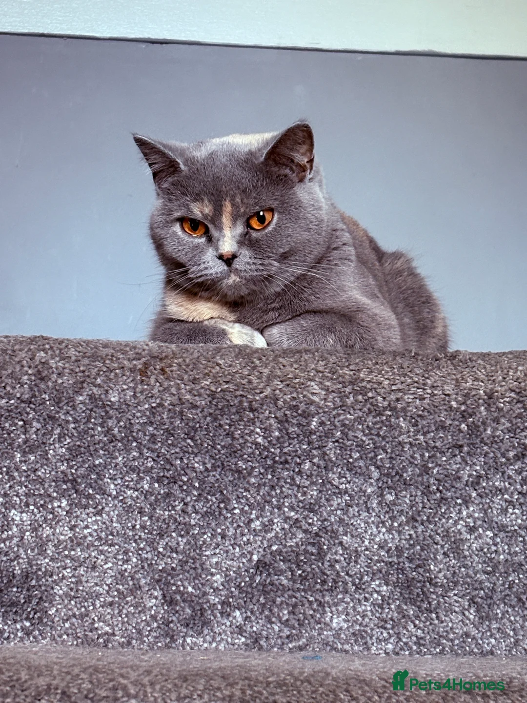 British Shorthair cats for sale: Stunning BSH Colourpoint Kitten GCCF Registered - Advert 3