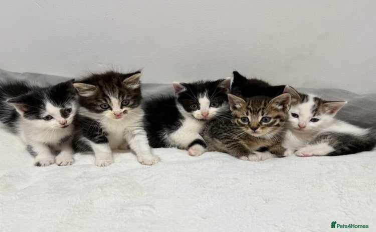 Mixed Breed cats - Advert 16