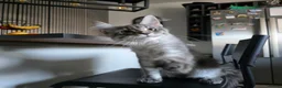 Maine Coon cats for sale: Pedigree Maine Coon Girls–Ready for Forever Homes - Advert 7
