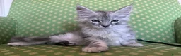 Maine Coon cats for sale: Maine coon active females  - Advert 3