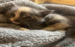 Mixed Breed cats for sale: Apricot Tabby & Peach Tortie Girl Kittens - Image 3