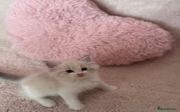 Ragdoll cats for sale: Extremely cuddly Ragdoll kittens! - Image 9