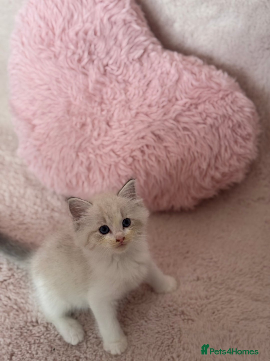 Ragdoll cats for sale: Extremely cuddly Ragdoll kittens! - Image 9