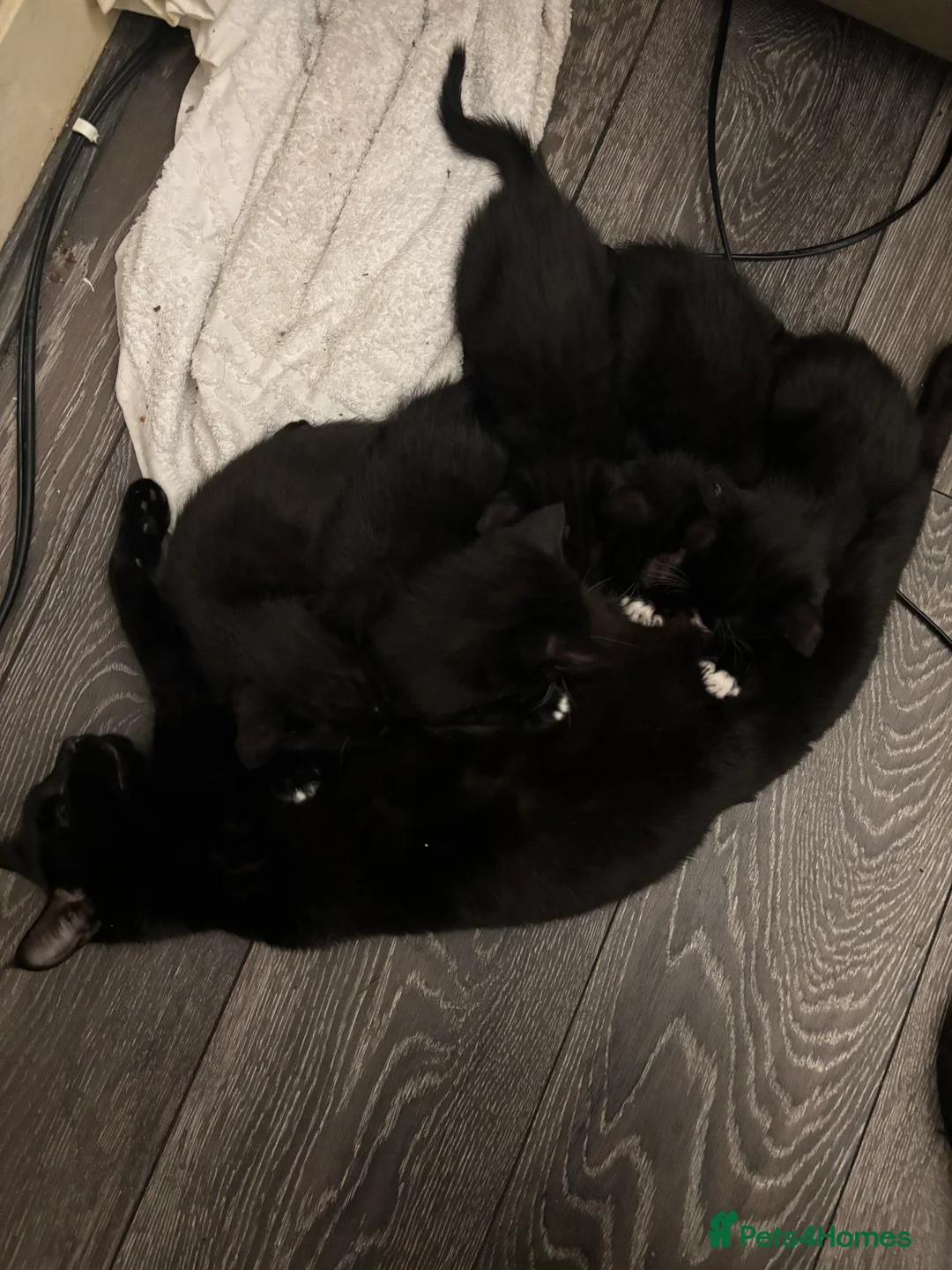 Mixed Breed cats for sale: Tuxedo and Bombay  kittens for sale  - Advert 15