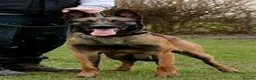 Belgian Shepherd Dog dogs for sale: TOP QUALITY Belgian Malinois Puppies - Advert 3
