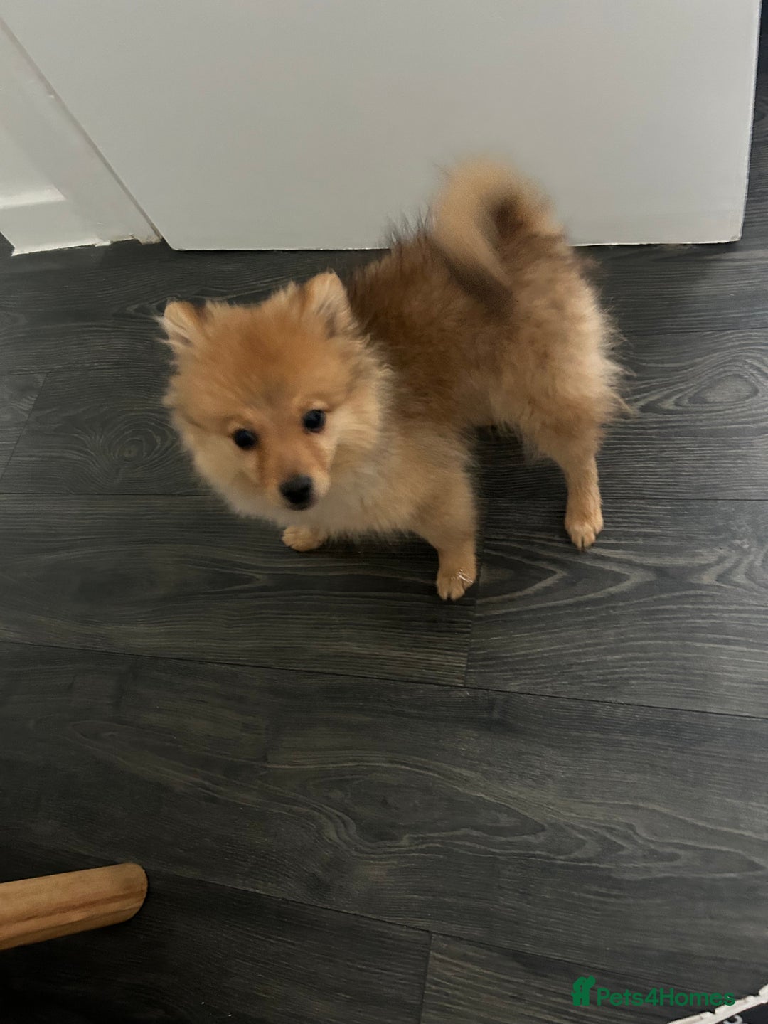 Pomeranian dogs for sale: chase 3 month old pom - Image 5