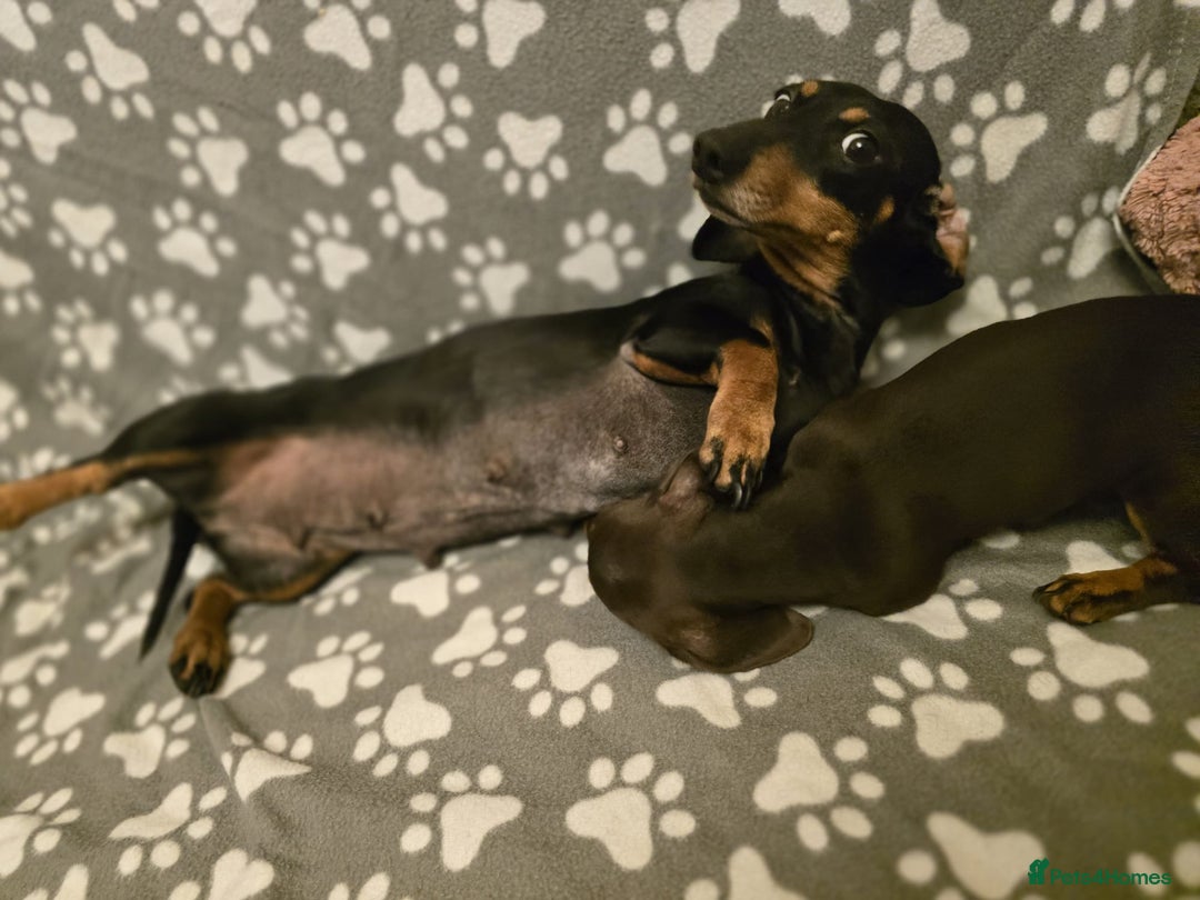Miniature Dachshund dogs for sale: Miniature dachshund - Advert 8