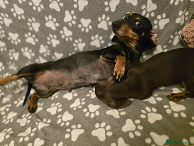 Miniature Dachshund dogs Miniature dachshund - Advert 2