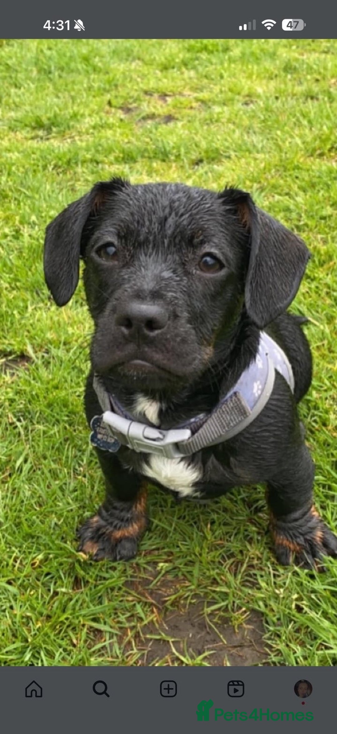 Mixed Breed dogs for sale: Daisy  - Advert 3