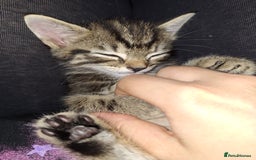 Domestic Shorthair cats for sale: Male kitten 8 weeks old  - Image 3