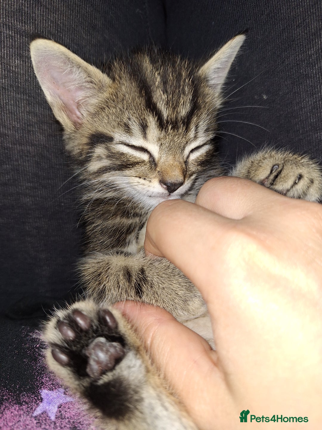 Domestic Shorthair cats for sale: Male kitten 8 weeks old  - Image 3
