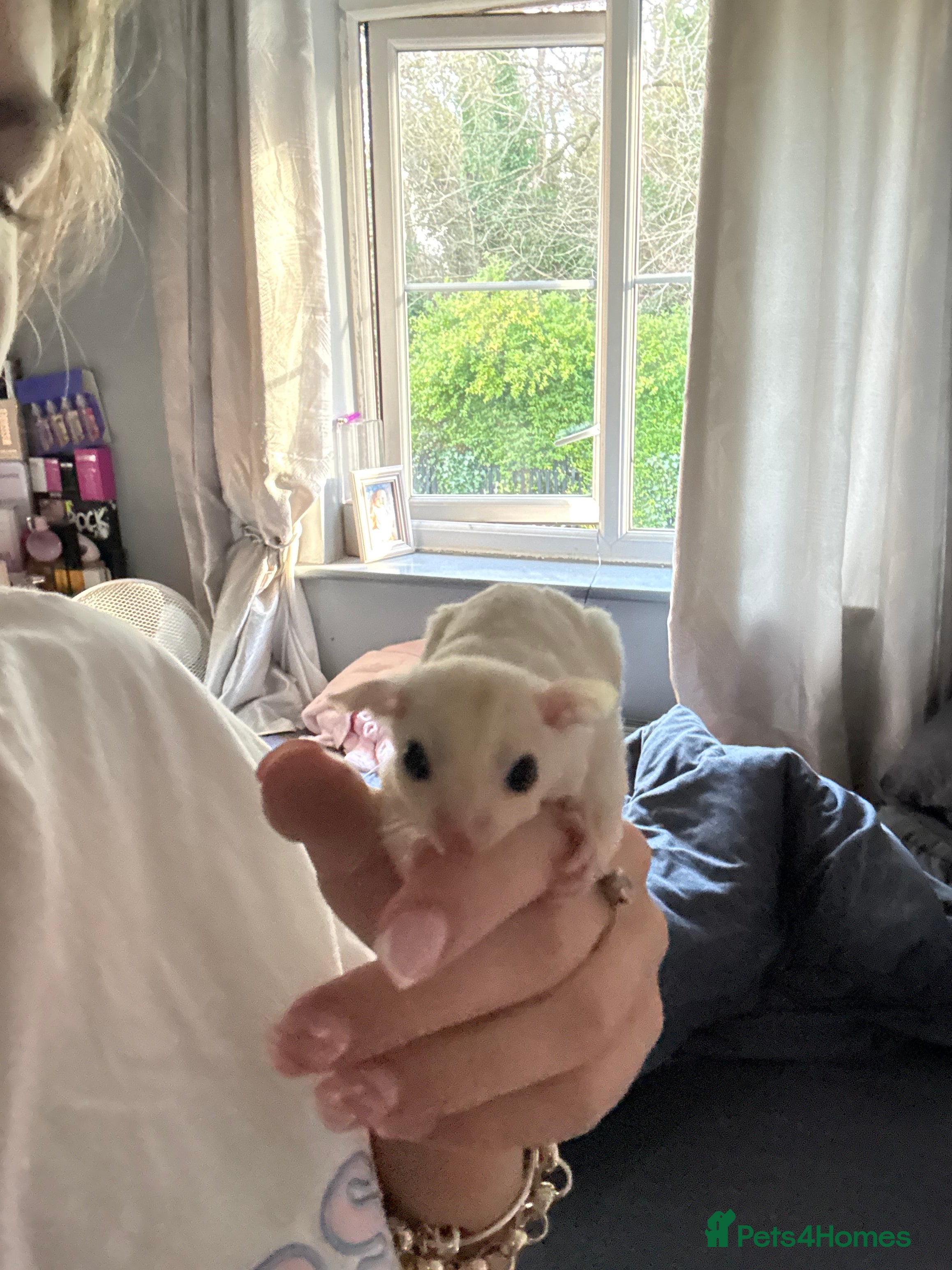 Sugar Glider rodents Here are my sugar gliders  - Advert 15