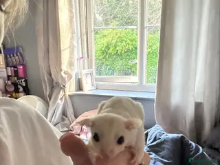 Sugar Glider rodents Here are my sugar gliders - Advert 15