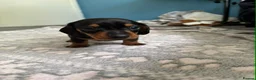 Miniature Dachshund dogs for sale: Miniature dachshund - Advert 5
