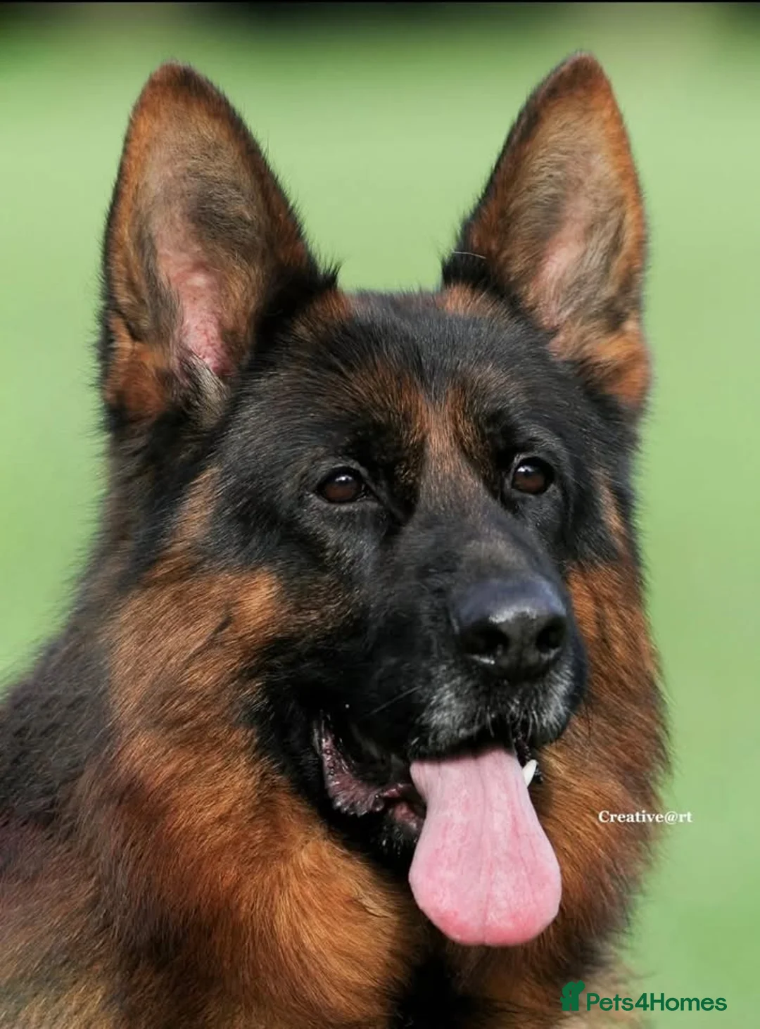German Shepherd dogs for sale: Outstanding GSD male for sale - Advert 2