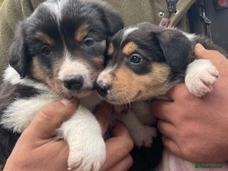 Border Collie dogs READY NOW Red/Tri colour Collie Pups For Sale - Advert 10