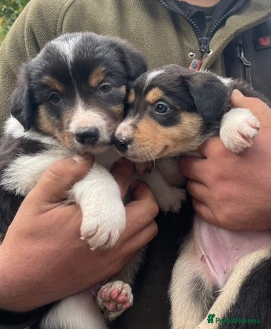 Border Collie dogs READY NOW Red/Tri colour Collie Pups For Sale - Advert 8