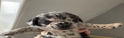 Mixed Breed dogs for sale: Beautiful Frenchie X Dachshund pups *5 left*  - Advert 19