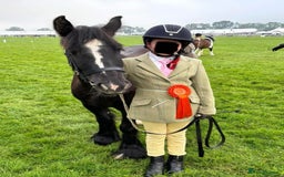 Irish Cob horses for sale: 13.1 Cob Mare - Your Child’s next Best Friend! 🩷 - Image 8