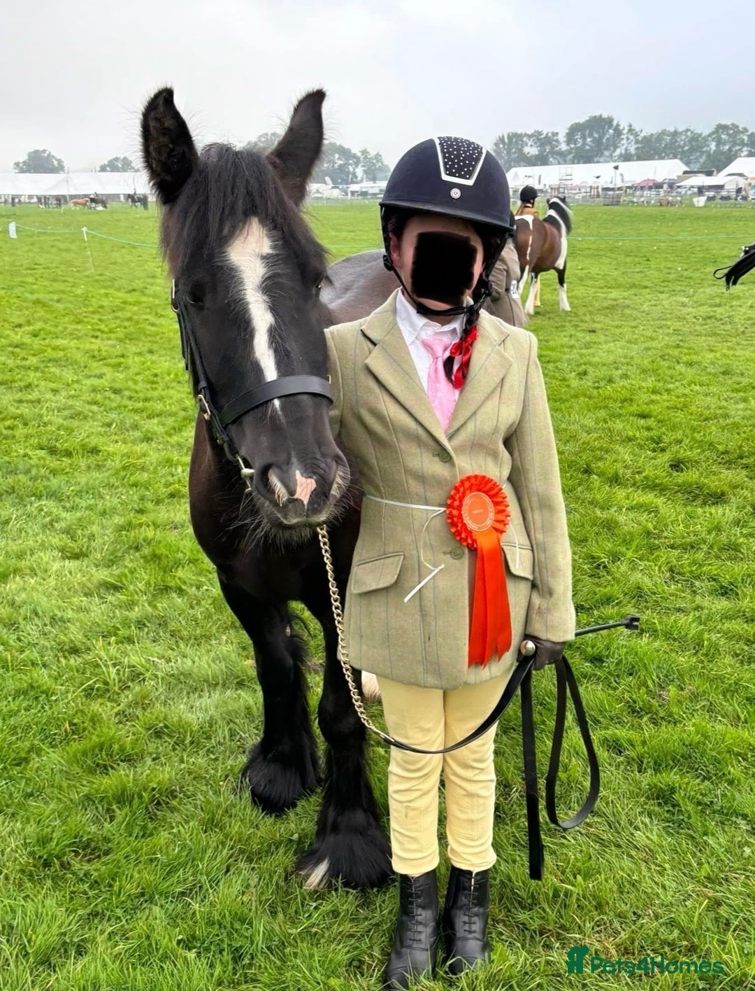 Irish Cob horses for sale: 13.1 Cob Mare - Your Child’s next Best Friend! 🩷 - Image 8
