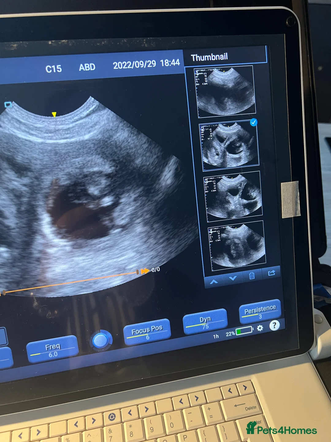 French Bulldog dogs for stud: VEGAS- new shade Isabella & tan Merle  in Southampton - Advert 19