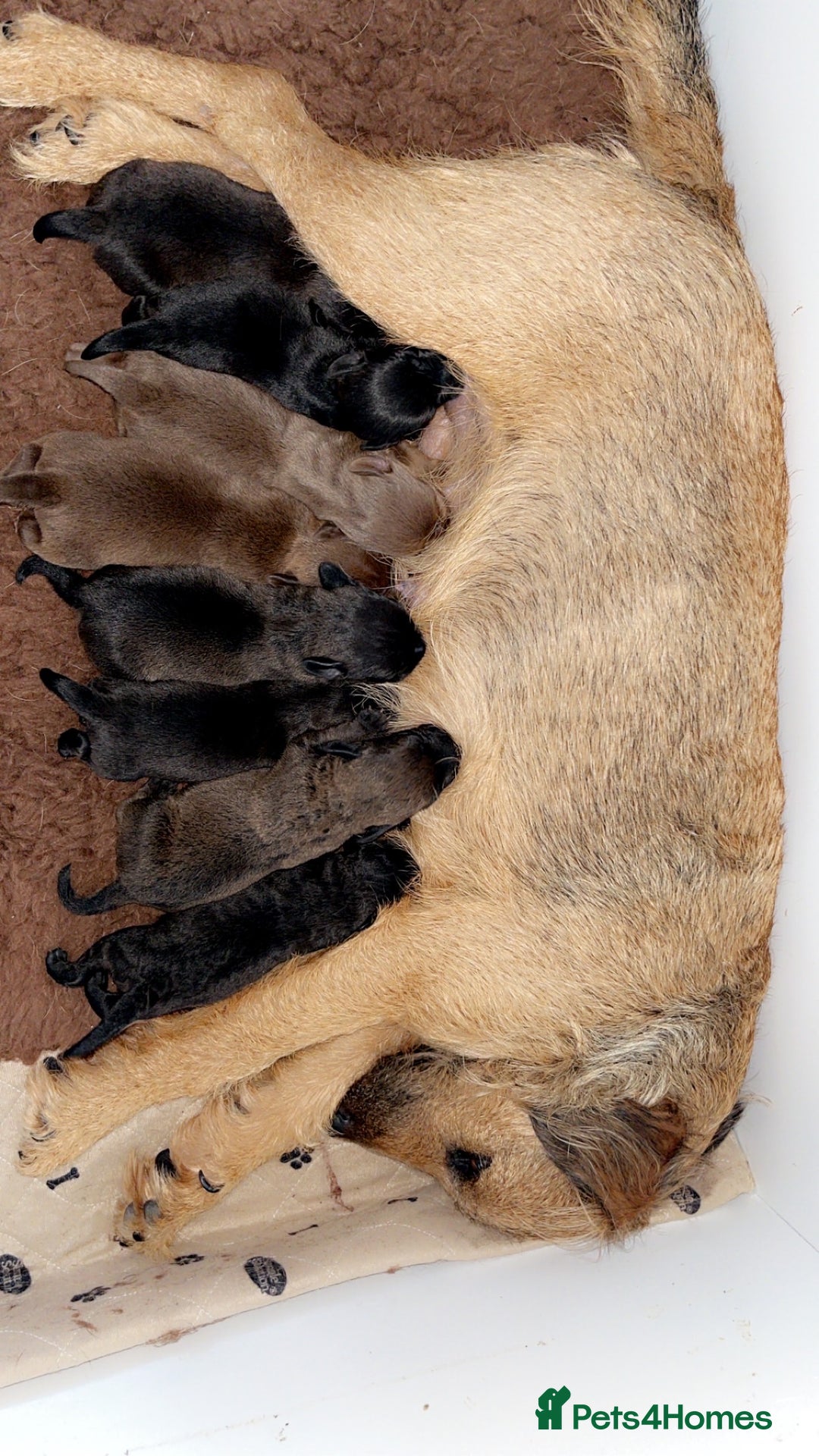 Patterdale Terrier dogs for sale: Patterdale Terrier Puppy - Image 5