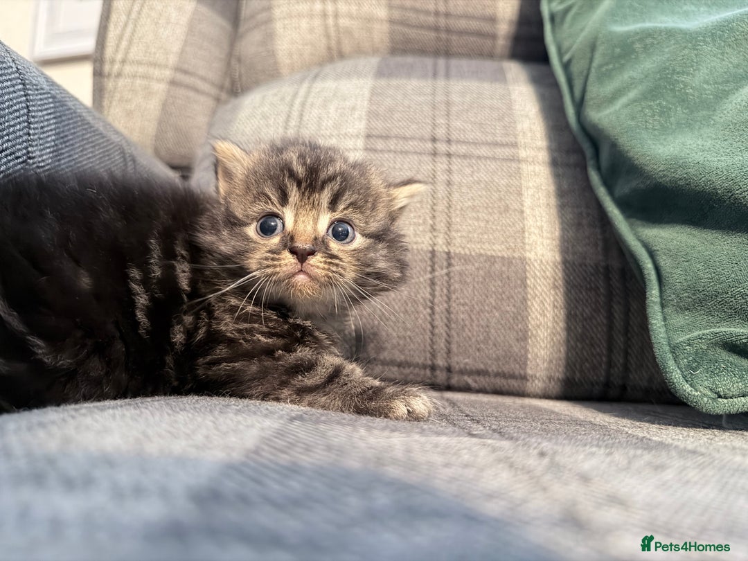 Mixed Breed cats for sale: British shorthair cross kittens - Image 9