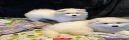 Samoyed dogs for sale: 🐾puppies are ready for new happy homes🐾 - Advert 16