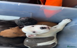 Staffordshire Bull Terrier dogs for sale: 1 puppy left Outstanding dual breeding  - Image 26