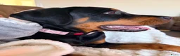 Rottweiler dogs for sale: Amazingly trained, loving, sweet girl - Advert 2