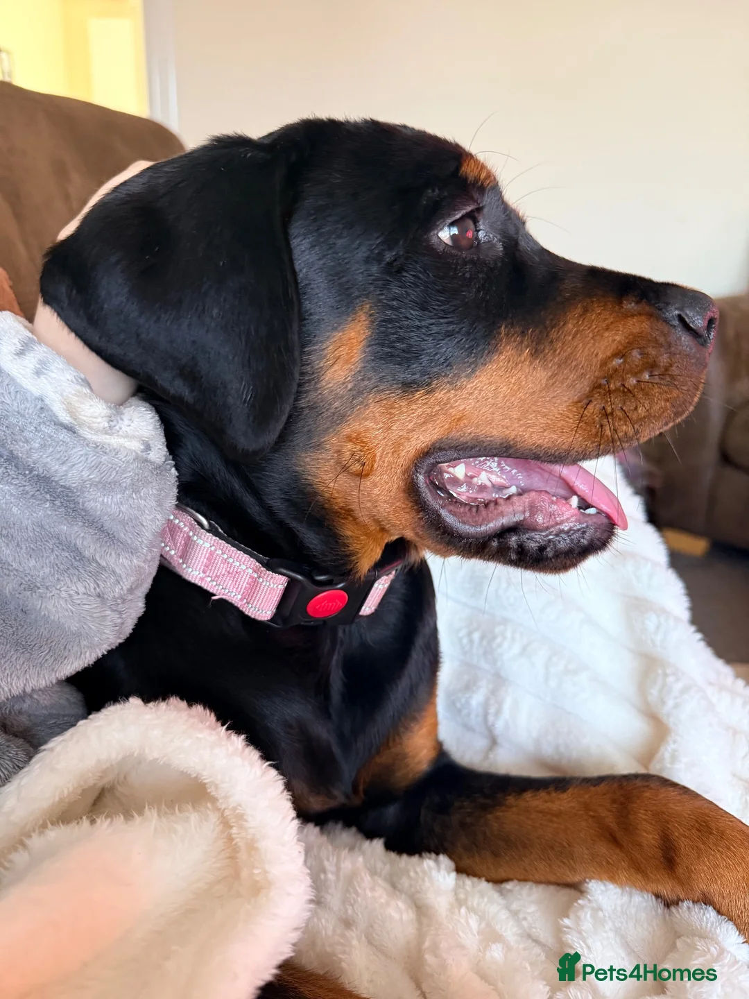 Rottweiler dogs for sale: Amazingly trained, loving, sweet girl - Advert 2