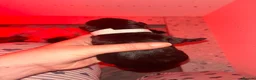 Mixed Breed dogs for sale: Staffador puppies  - Advert 6