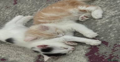Mixed Breed cats - Advert 8