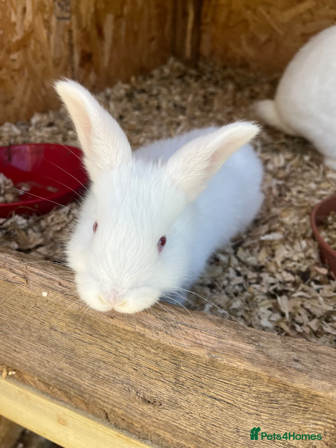 New Zealand rabbits for sale: Rabbits for sale very friendly  in Carlisle - Advert 2