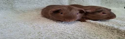 Guinea Pig rodents for sale: Two Lovely Self Caramel Guinea Pig Pet Boars - Advert 2