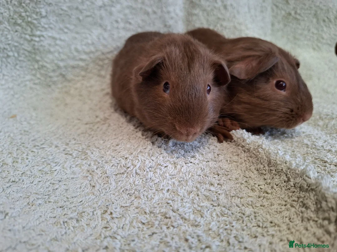 Guinea Pig rodents for sale: Two Lovely Self Caramel Guinea Pig Pet Boars - Advert 2