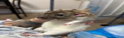 Rat rodents for sale: Two male Rex rats - Advert 1