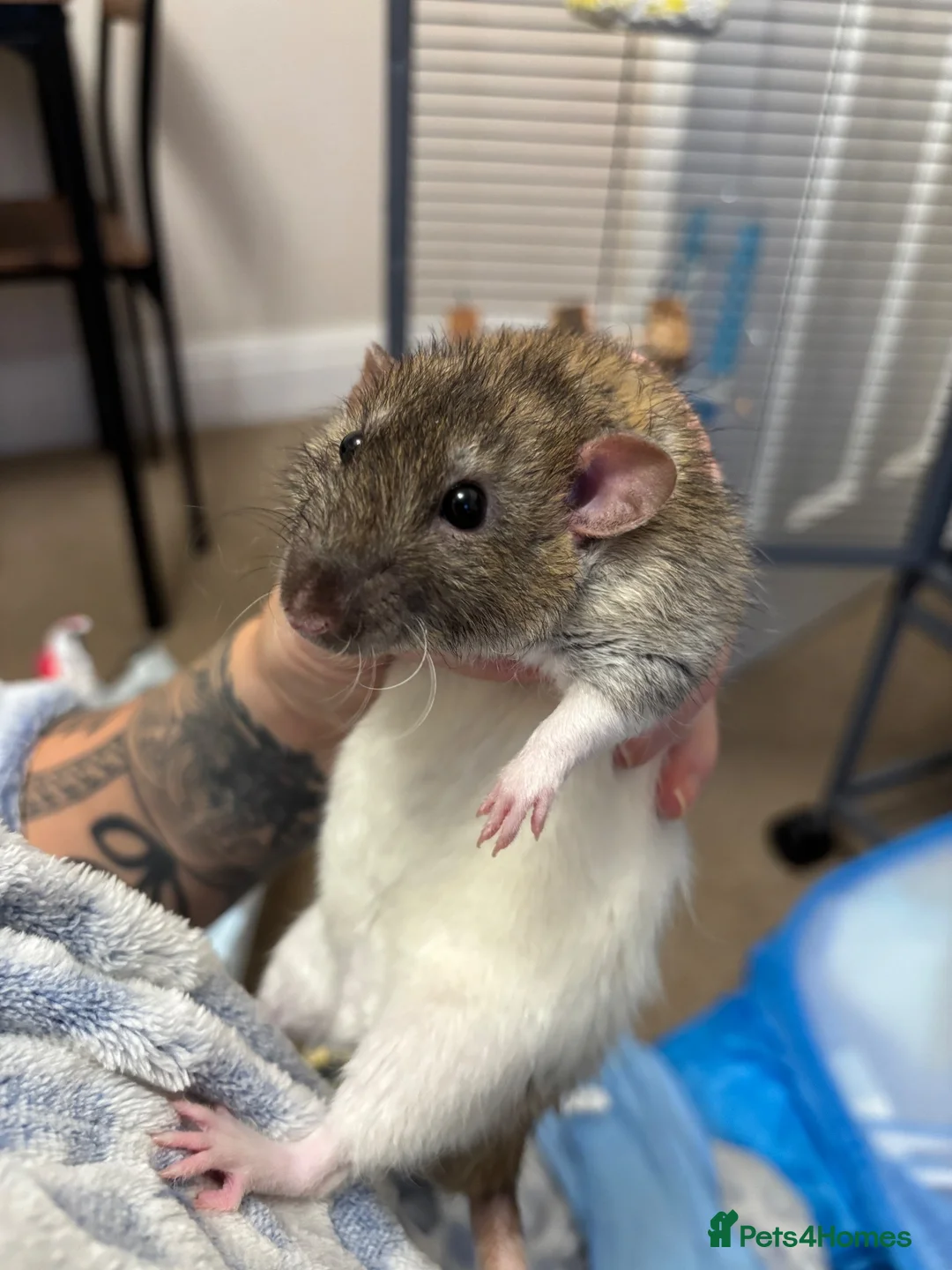 Rat rodents for sale: Two male Rex rats - Advert 1