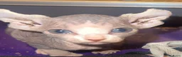 Mixed Breed cats for sale: Gorgeous American curl x Sphynx kittens🐾 - Advert 11