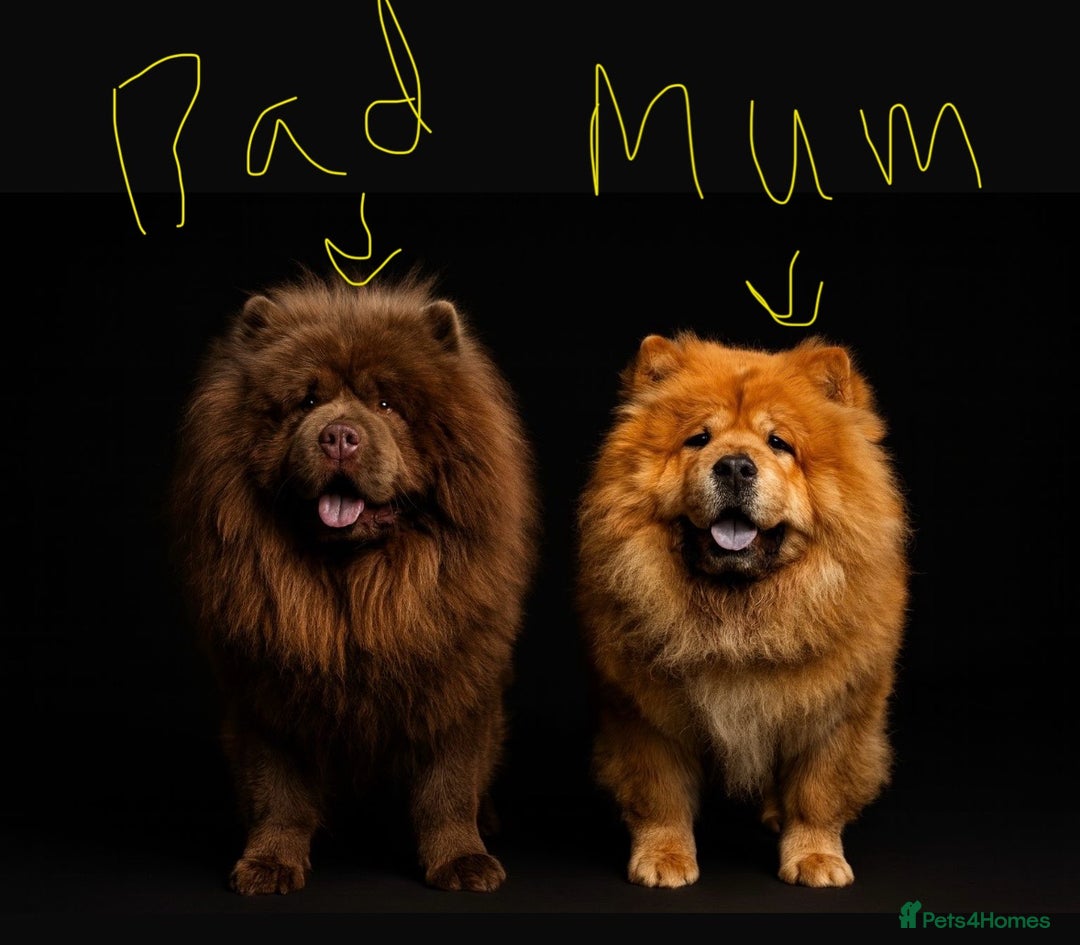 Chow Chow dogs for sale:  🐾 Exclusive Chow Chow Puppies  - Advert 2