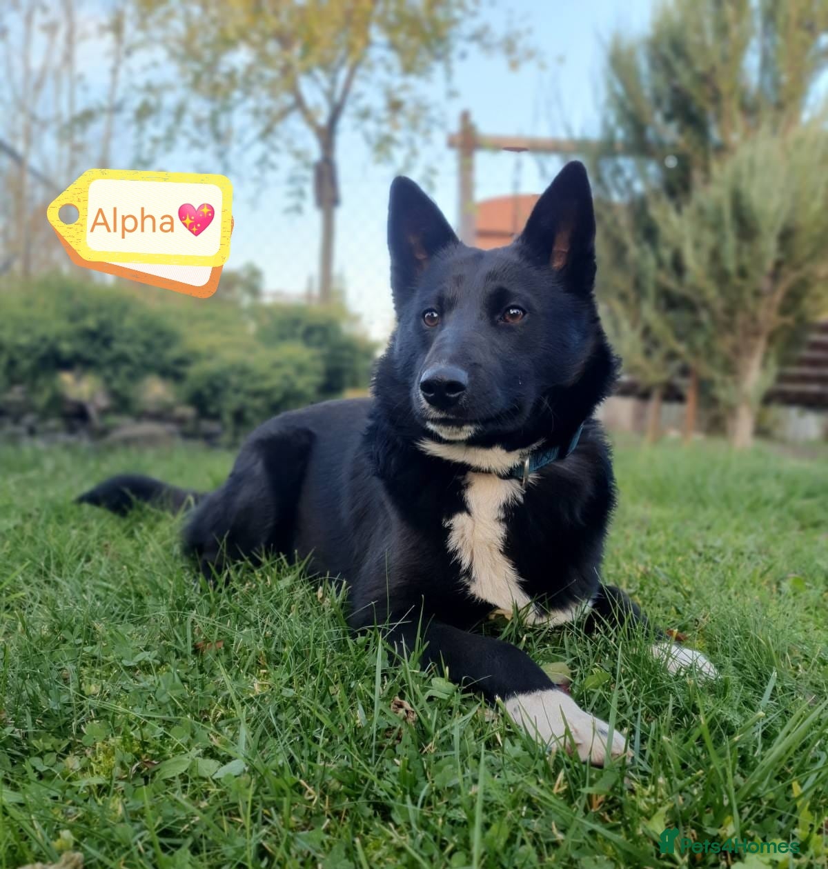 Mixed Breed dogs 💖🐶 ALPHA 🐶💖 - Advert 1