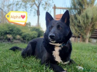 Mixed Breed dogs 💖🐶 ALPHA 🐶💖 - Advert 1
