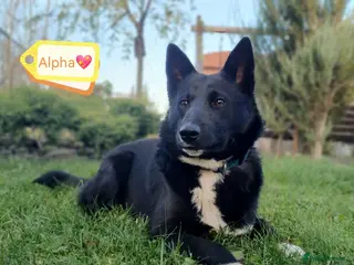 Mixed Breed dogs 💖🐶 ALPHA 🐶💖 - Advert 4