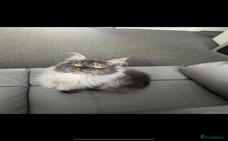 Maine Coon cats - Advert 1