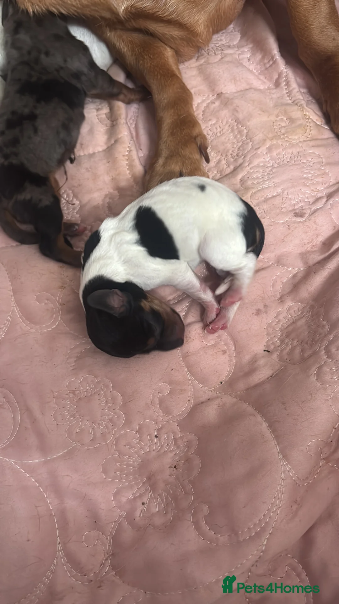 Miniature Dachshund dogs for sale: Miniature Dachshund puppies in Warrington - Advert 2