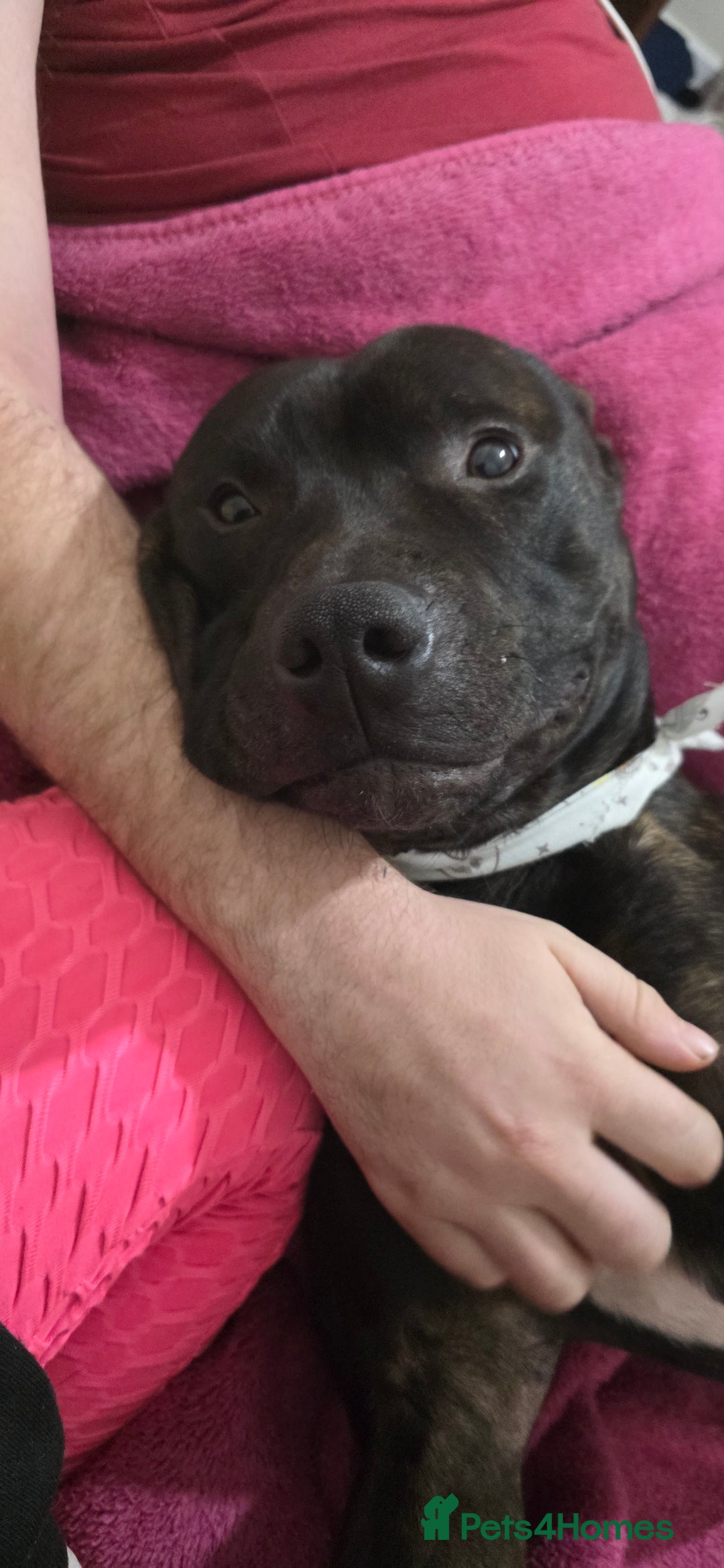 American Bull Staffy dogs for sale: 2 year old dog - Advert 3