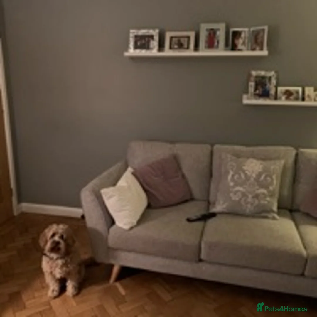 Cavapoo dogs for stud: F1 PROVEN Toy Cavapoo DNA Clear stud in Stafford - Advert 23