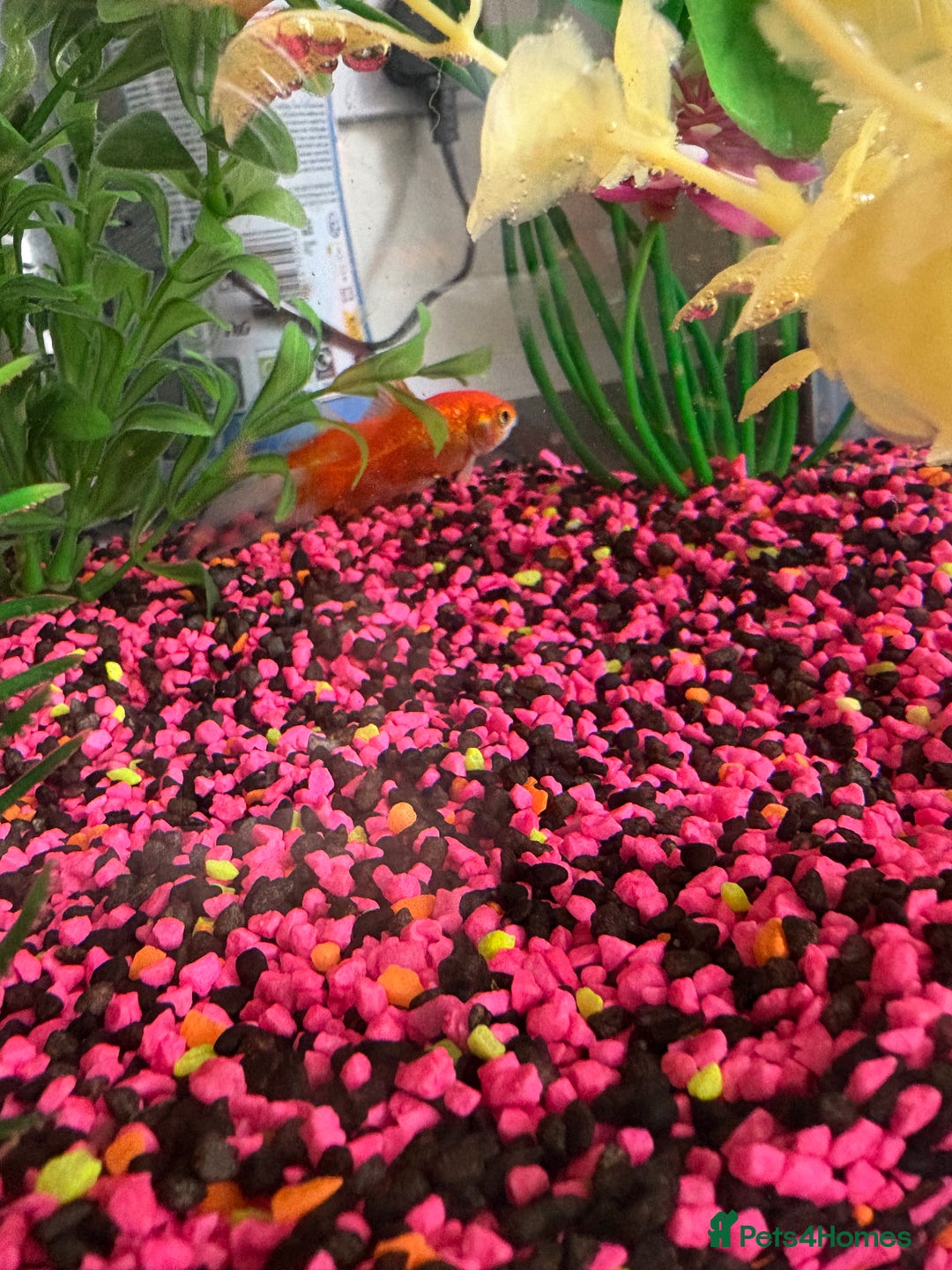 Goldfish fish for sale: Goldfish  - Image 5