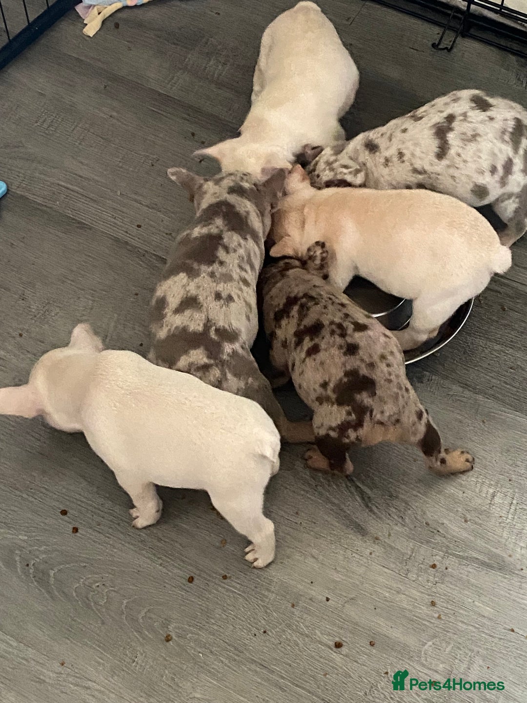 French Bulldog dogs for sale: Beautiful French bulldogs  - Advert 6